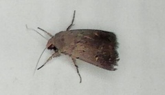 Proteuxoa hypochalchis