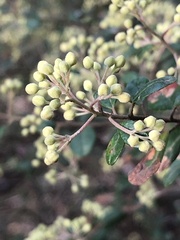 Pomaderris vacciniifolia