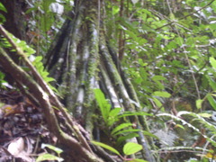 Iriartea deltoidea