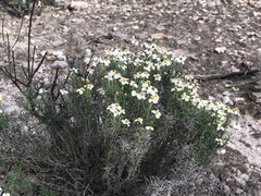 Zinnia acerosa