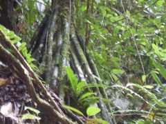 Iriartea deltoidea