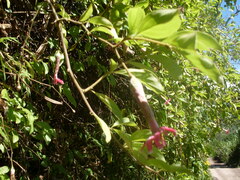 Barnadesia polyacantha