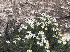 Zinnia acerosa