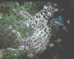 Prionailurus bengalensis