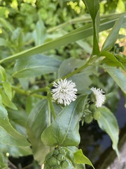 Gymnocoronis spilanthoides