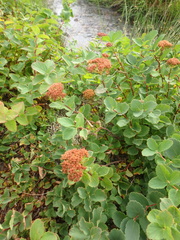 Spiraea beauverdiana