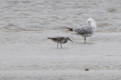 Calidris tenuirostris