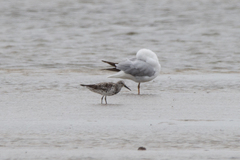 Calidris tenuirostris