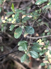 Pomaderris vacciniifolia