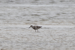 Calidris tenuirostris