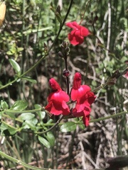 Salvia greggii