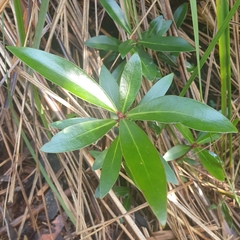 Tasmannia lanceolata