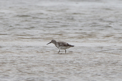 Calidris tenuirostris