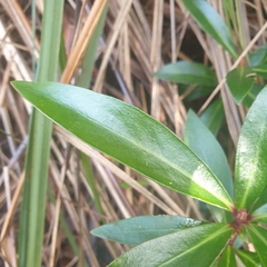 Tasmannia lanceolata