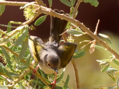 Camaroptera brachyura intercalata