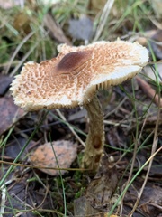 Lepiota magnispora