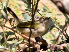 Camaroptera brachyura intercalata