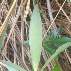 Tasmannia lanceolata