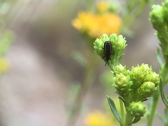 Microrhopala rubrolineata