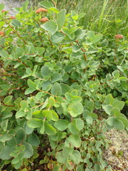 Spiraea beauverdiana