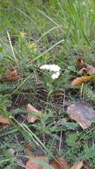 Achillea millefolium