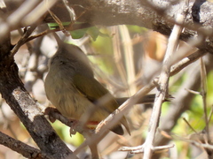 Camaroptera brachyura intercalata