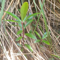 Tasmannia lanceolata