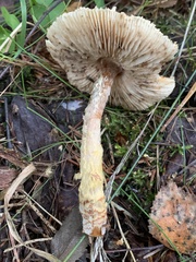 Lepiota magnispora