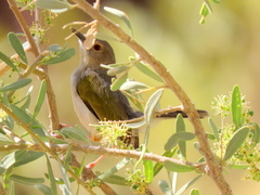 Camaroptera brachyura intercalata