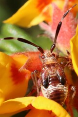 Heteroptera
