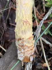 Lepiota magnispora