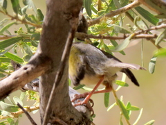 Camaroptera brachyura intercalata