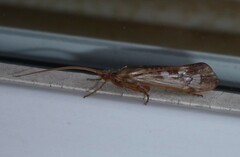 Trichoptera