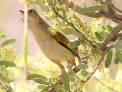 Camaroptera brachyura intercalata