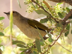 Camaroptera brachyura intercalata