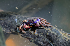 Parasesarma