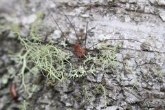 Leiobunum calcar