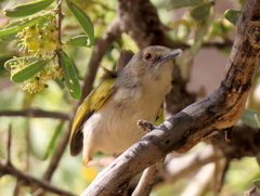 Camaroptera brachyura intercalata