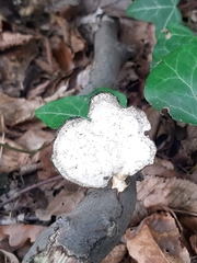 Cerioporus leptocephalus