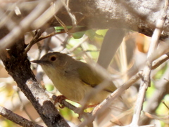 Camaroptera brachyura intercalata