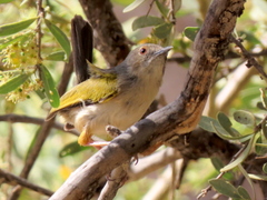 Camaroptera brachyura intercalata
