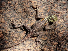 Agama planiceps