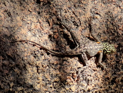 Agama planiceps