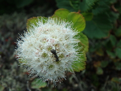 Spiraea beauverdiana
