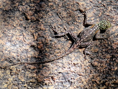 Agama planiceps