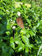 Euploea mulciber barsine