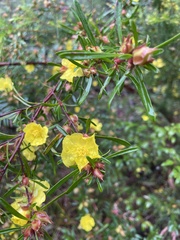 Hibbertia linearis