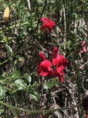Salvia greggii