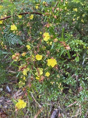 Hibbertia linearis