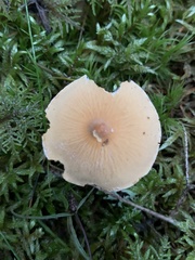 Cystoderma jasonis